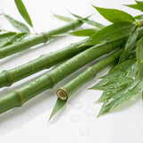 Bambu