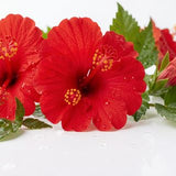 Hibiskus