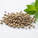 Mısır Kimyon