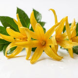 Ylang Ylang