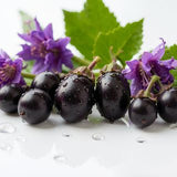 Belladonna