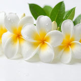Frangipani