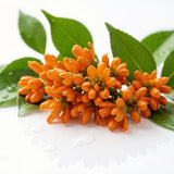 Osmanthus